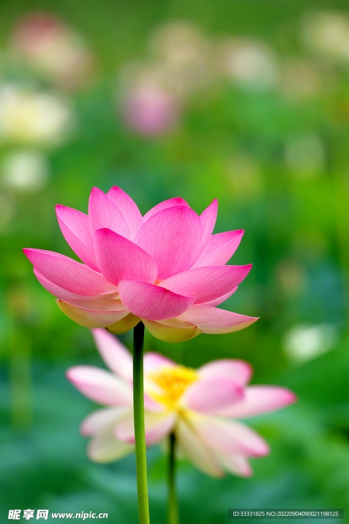莲花