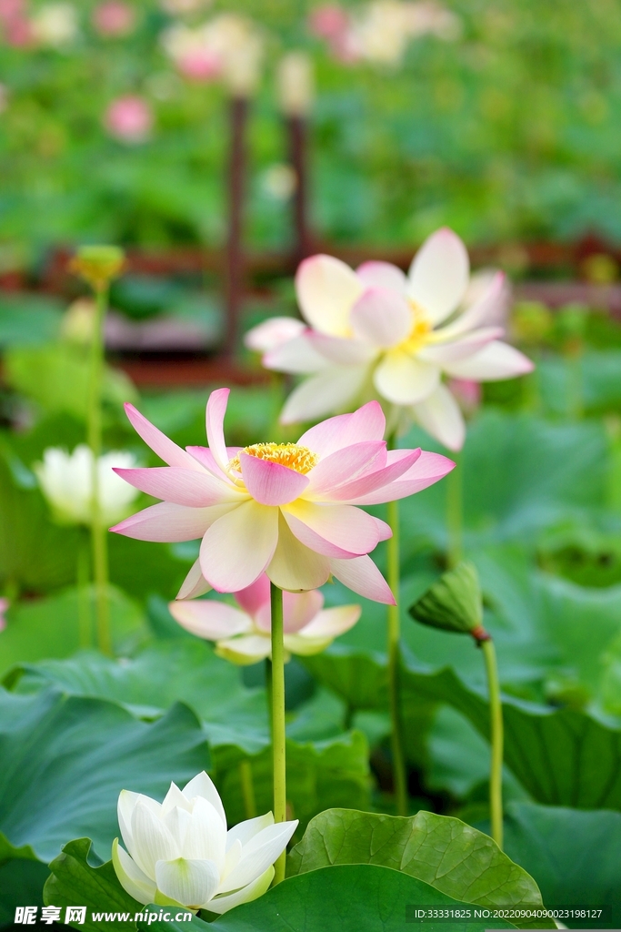 莲花