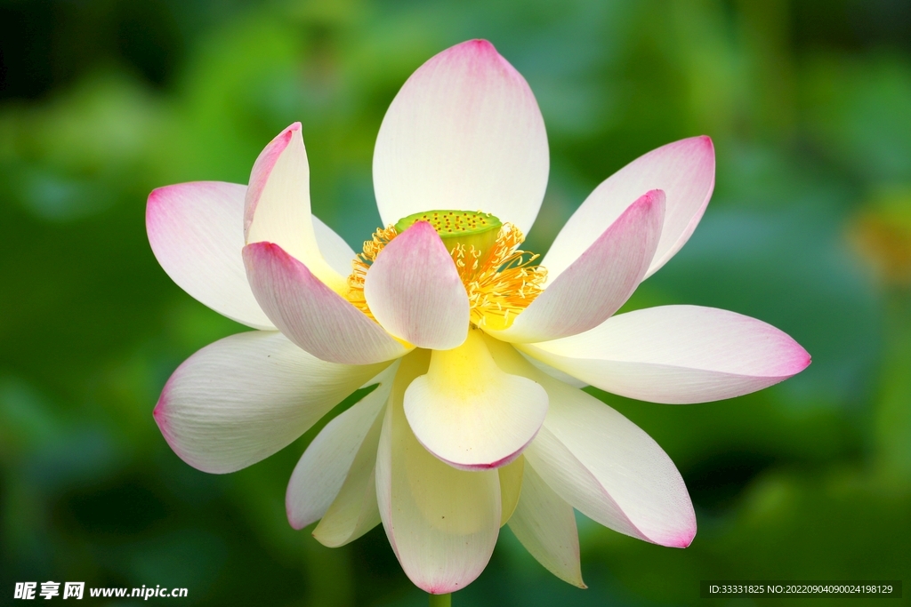 莲花