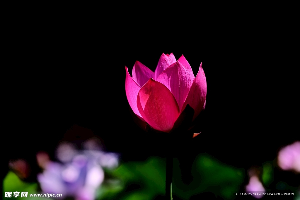 莲花