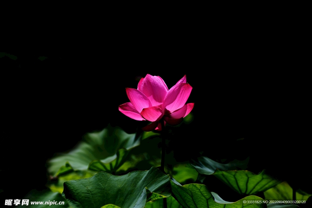 莲花