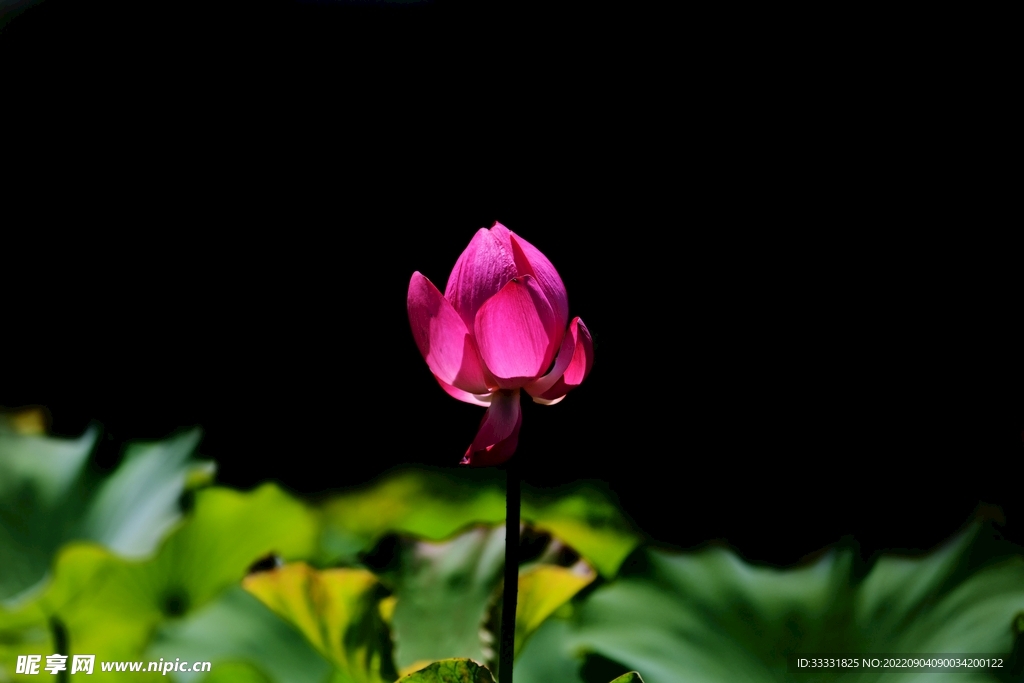 莲花