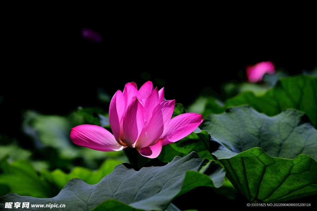 莲花