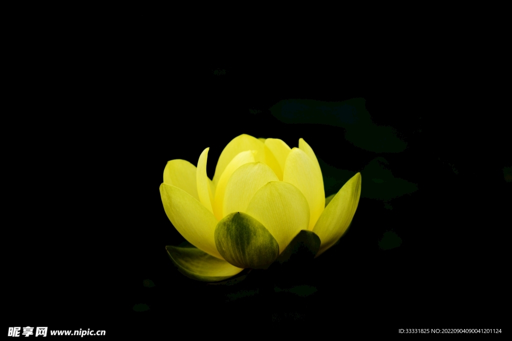 莲花