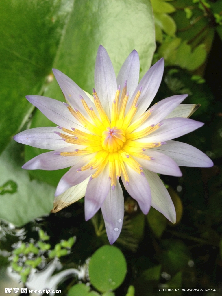 莲花