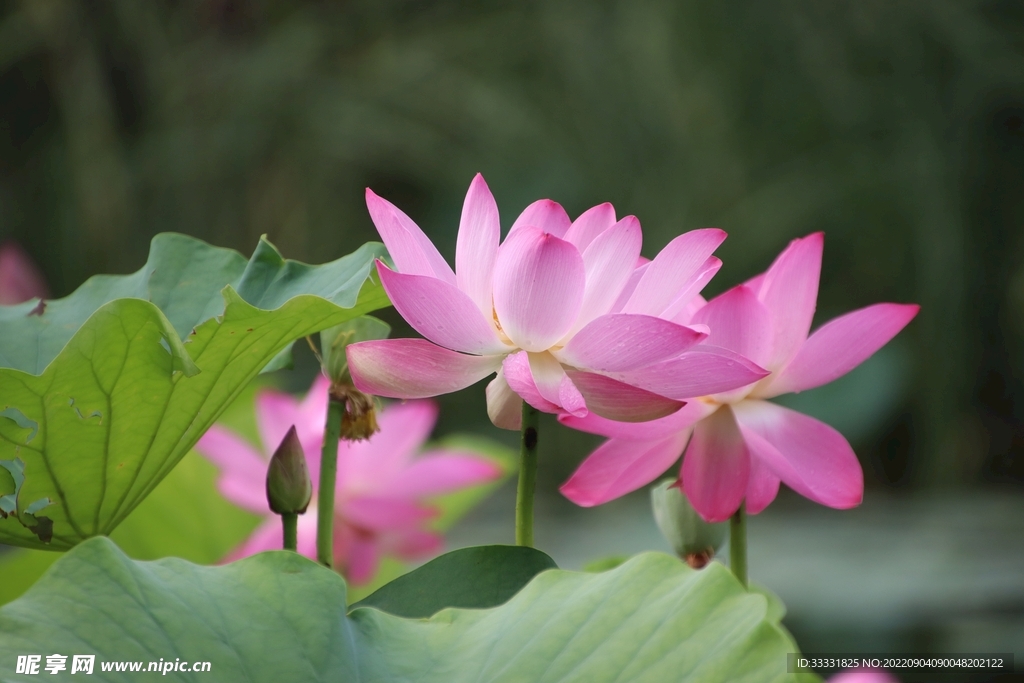 莲花
