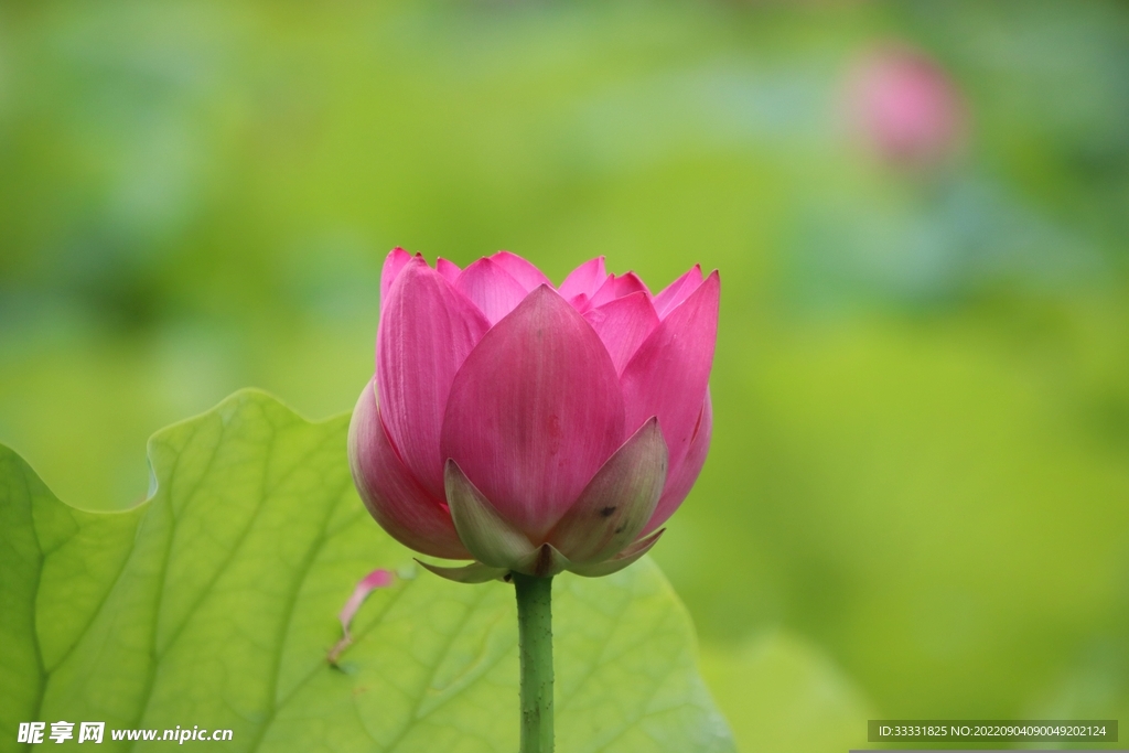 莲花