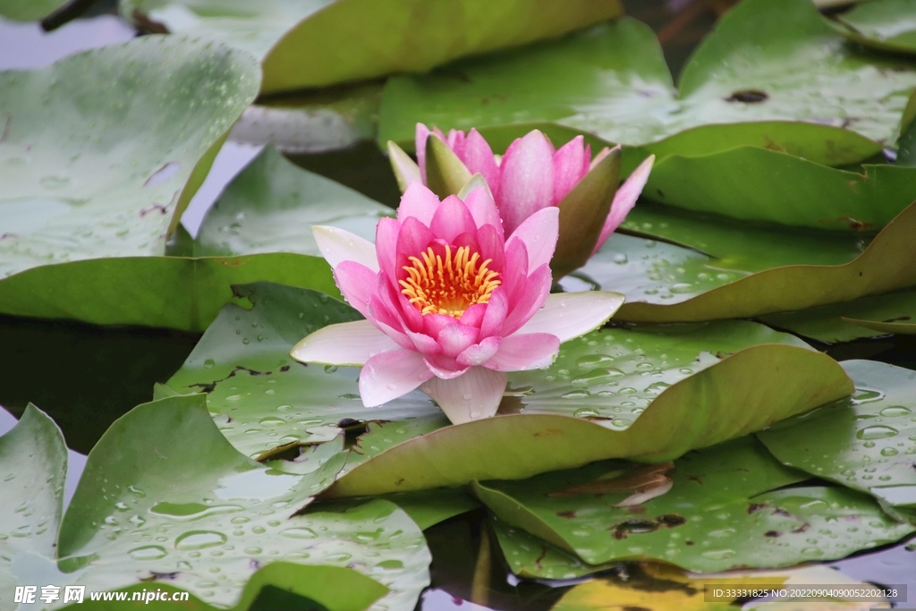 莲花