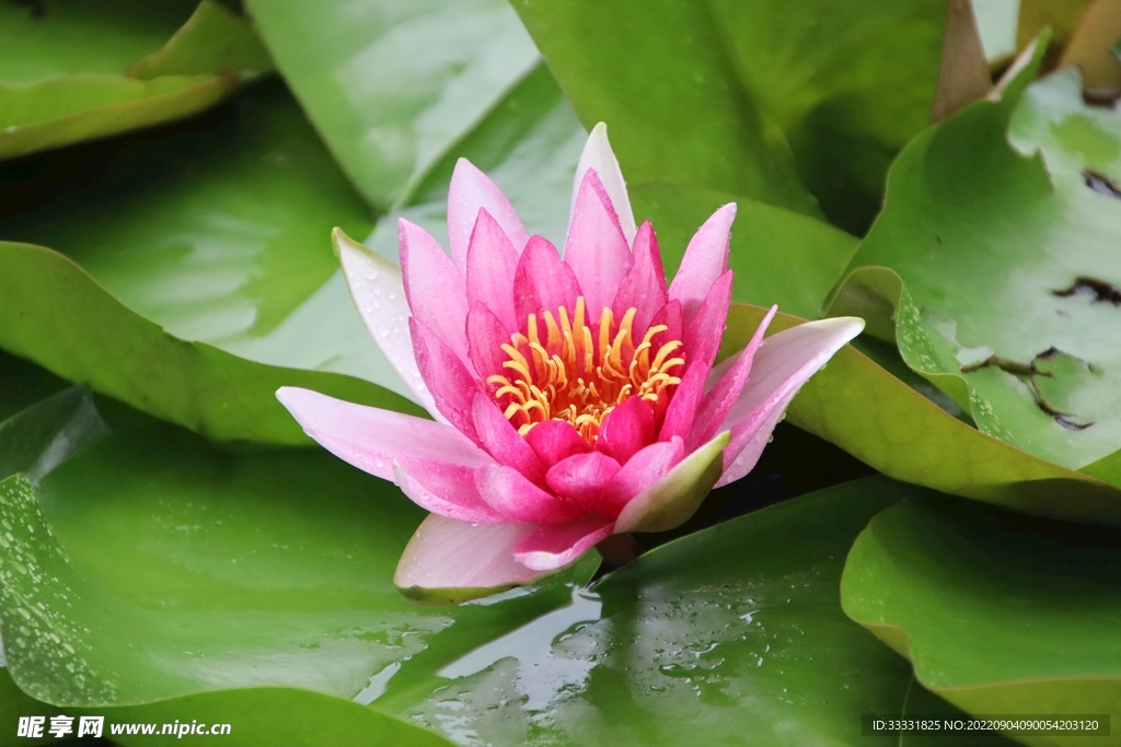 莲花