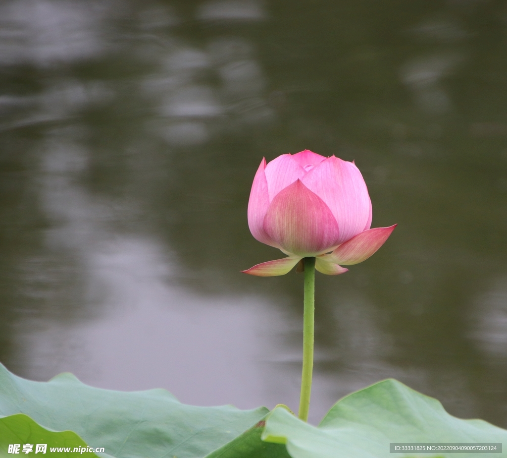 莲花