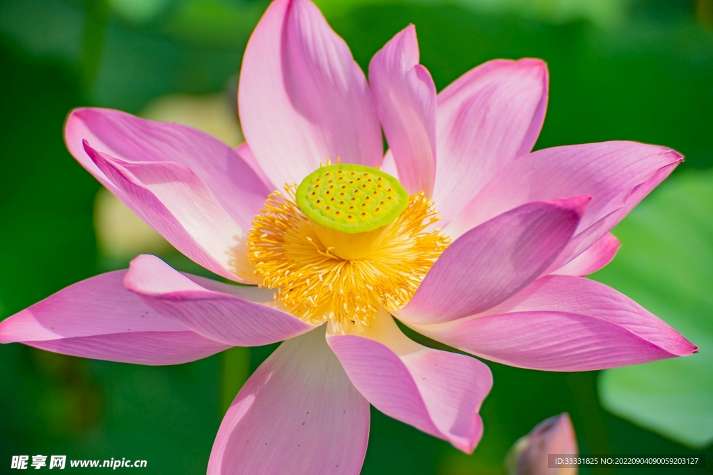 莲花