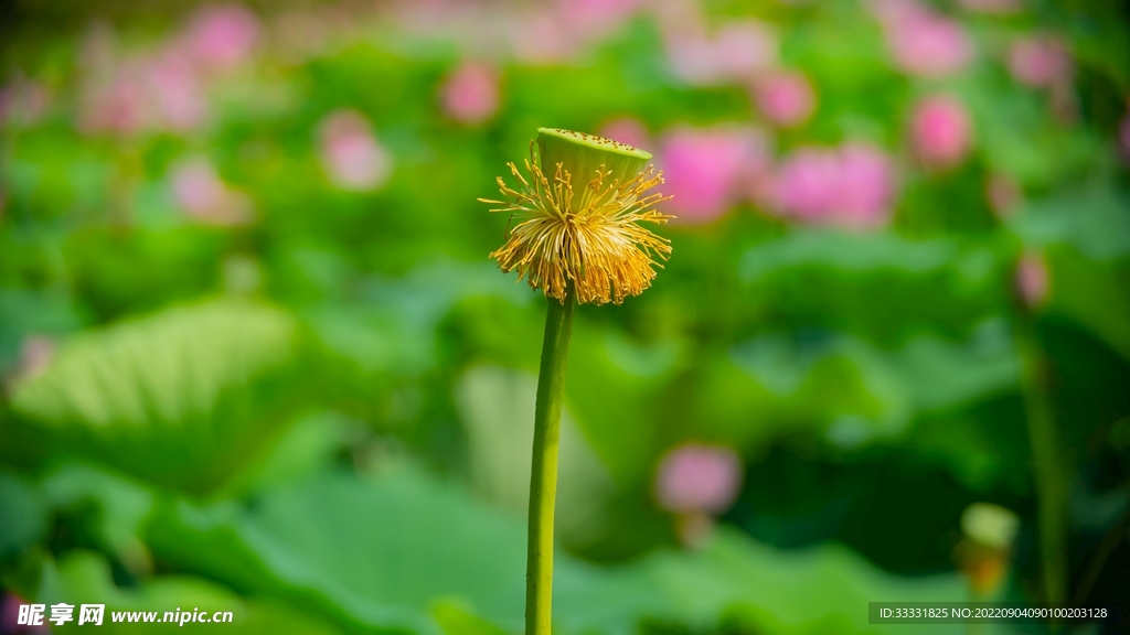 莲花
