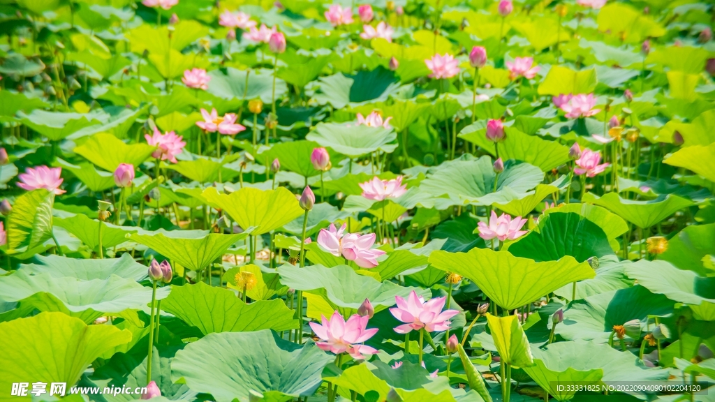 莲花