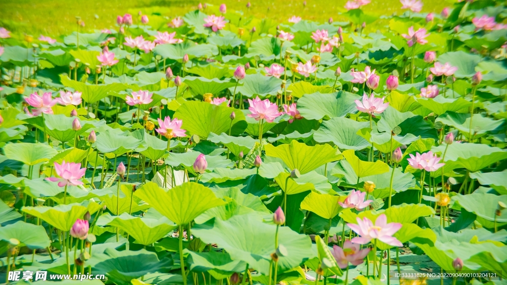 莲花