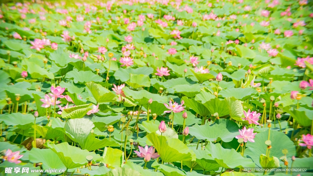 莲花