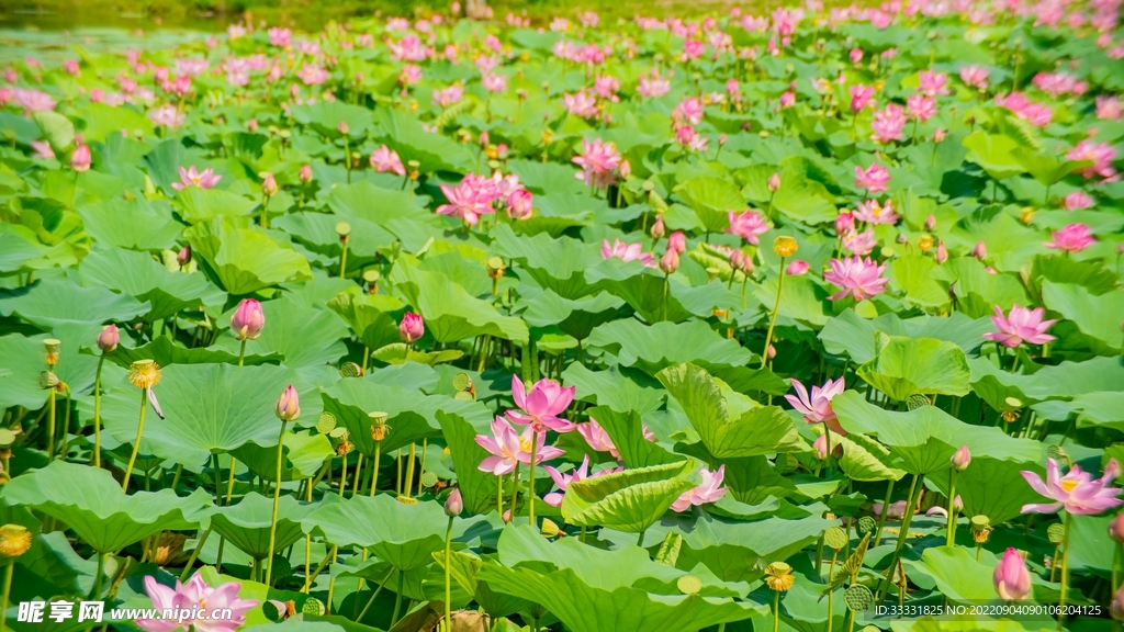 莲花