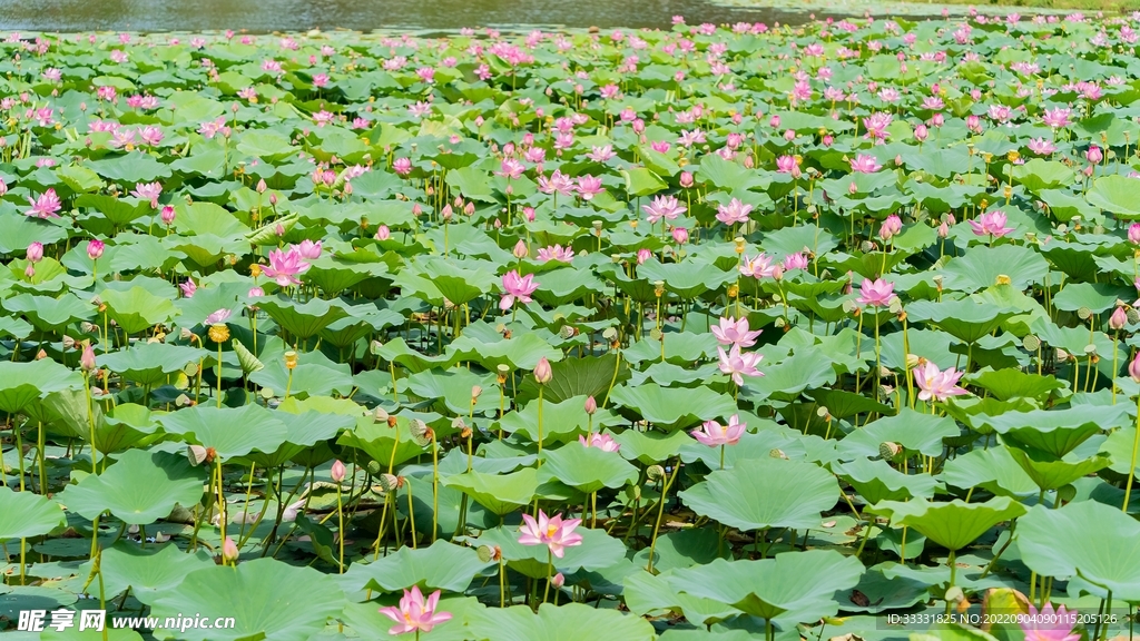 莲花