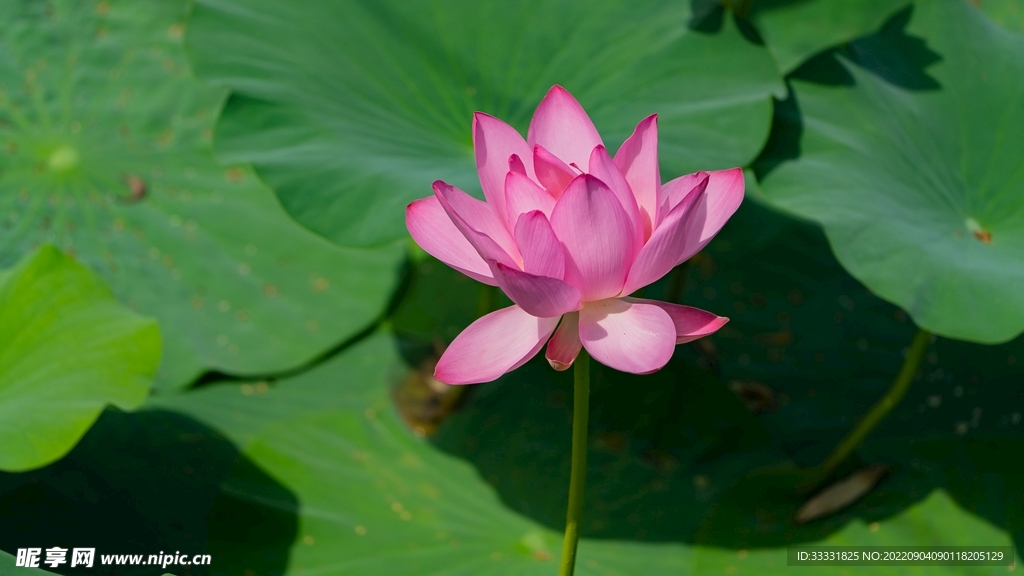 莲花