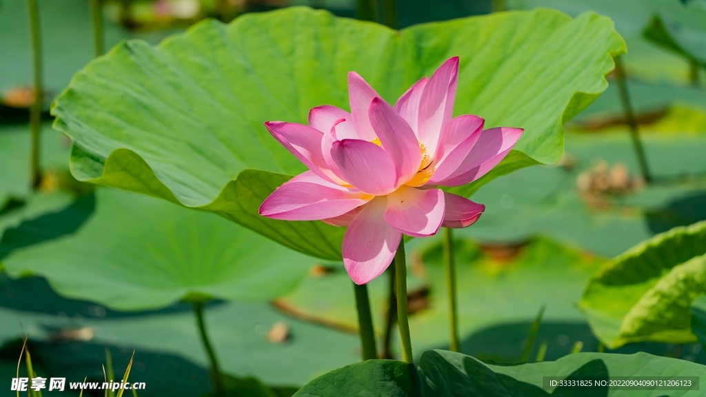 莲花