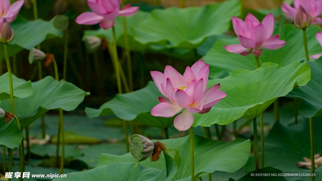 莲花