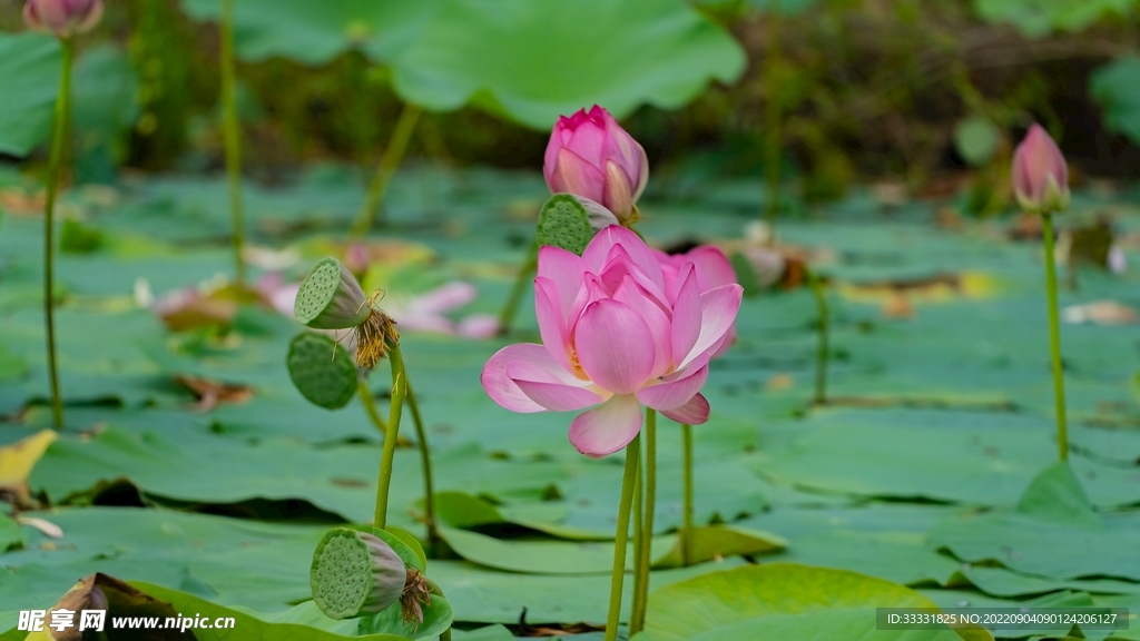 莲花