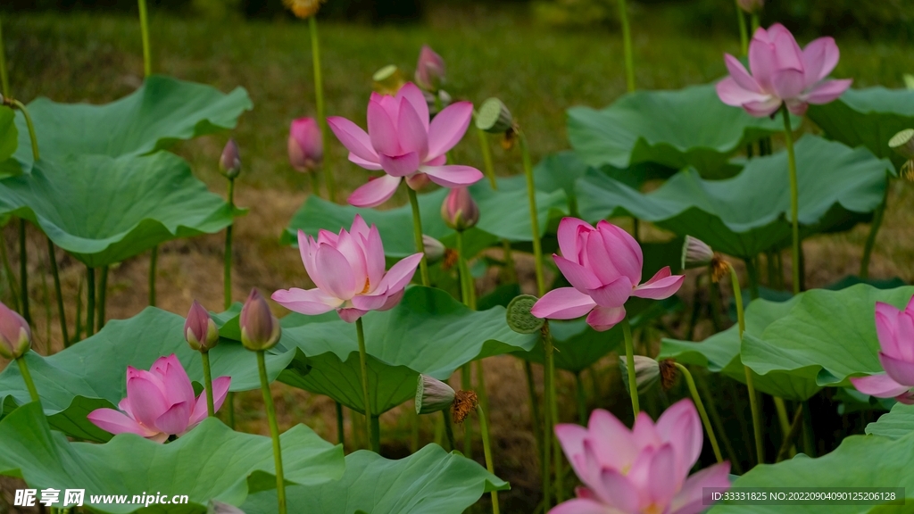 莲花