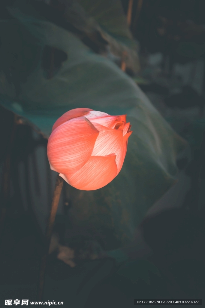 莲花