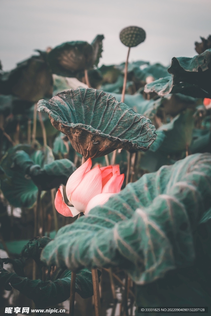 莲花