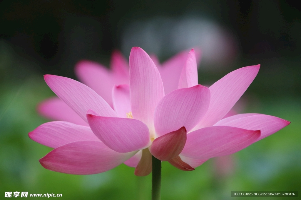 莲花