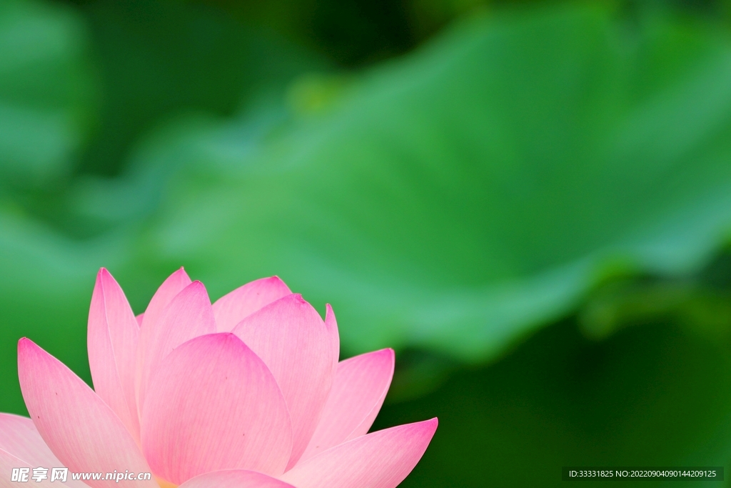 莲花