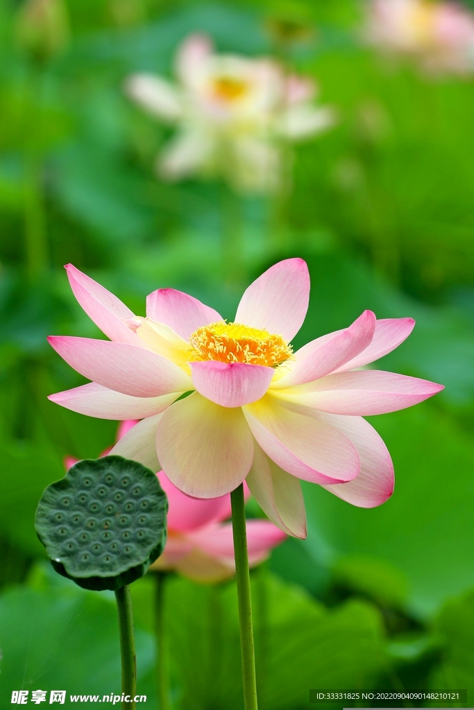 莲花