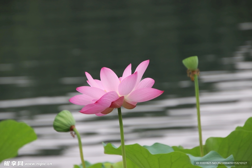 莲花
