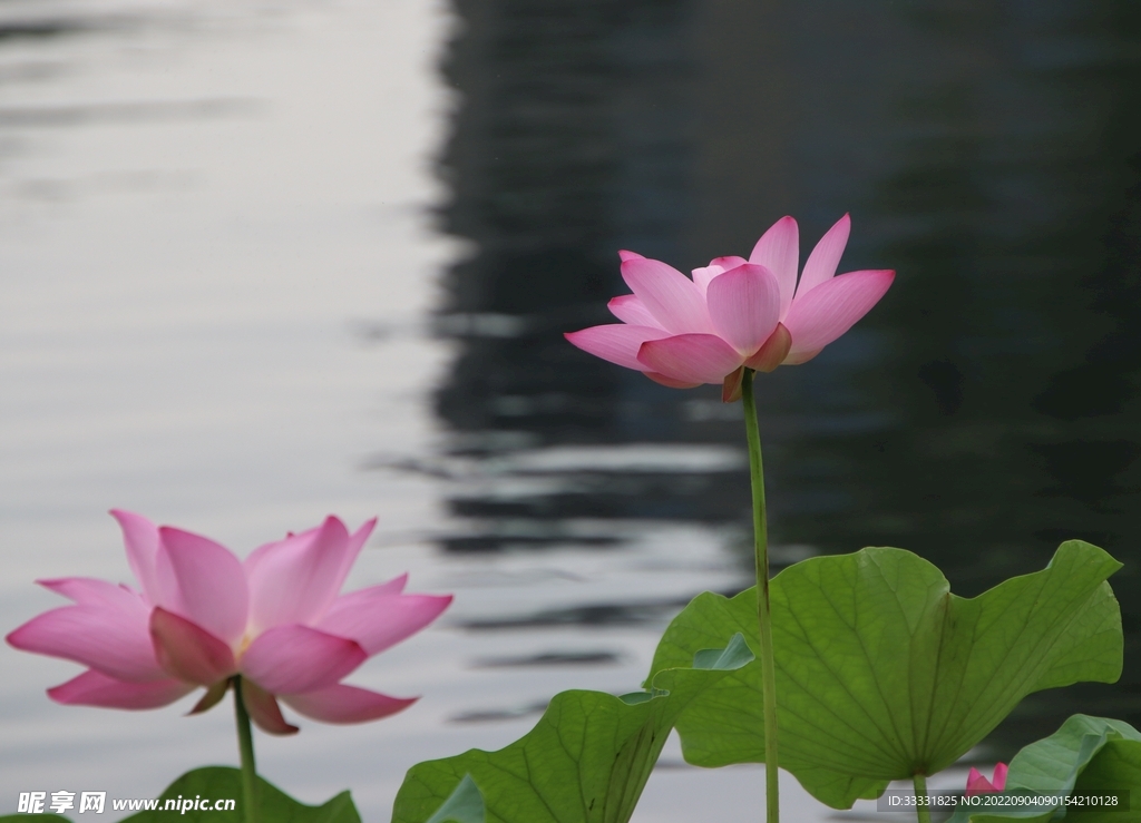 莲花