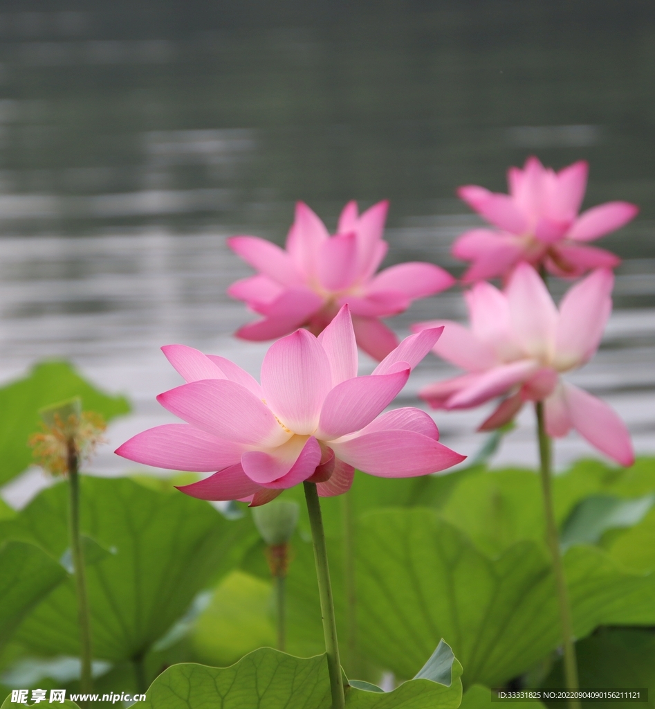 莲花