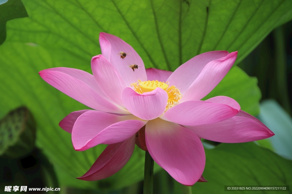 莲花