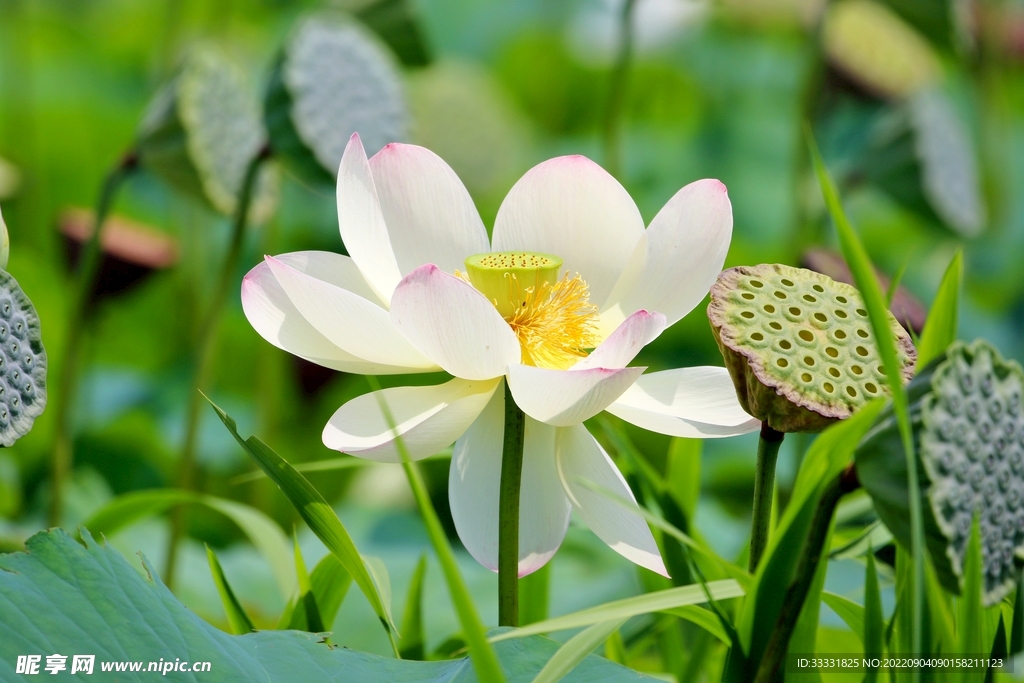 莲花