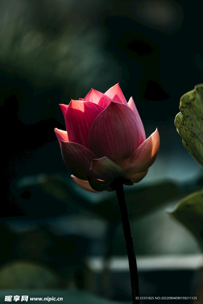 莲花
