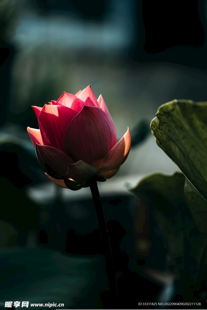莲花