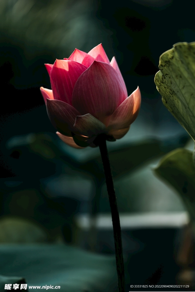 莲花