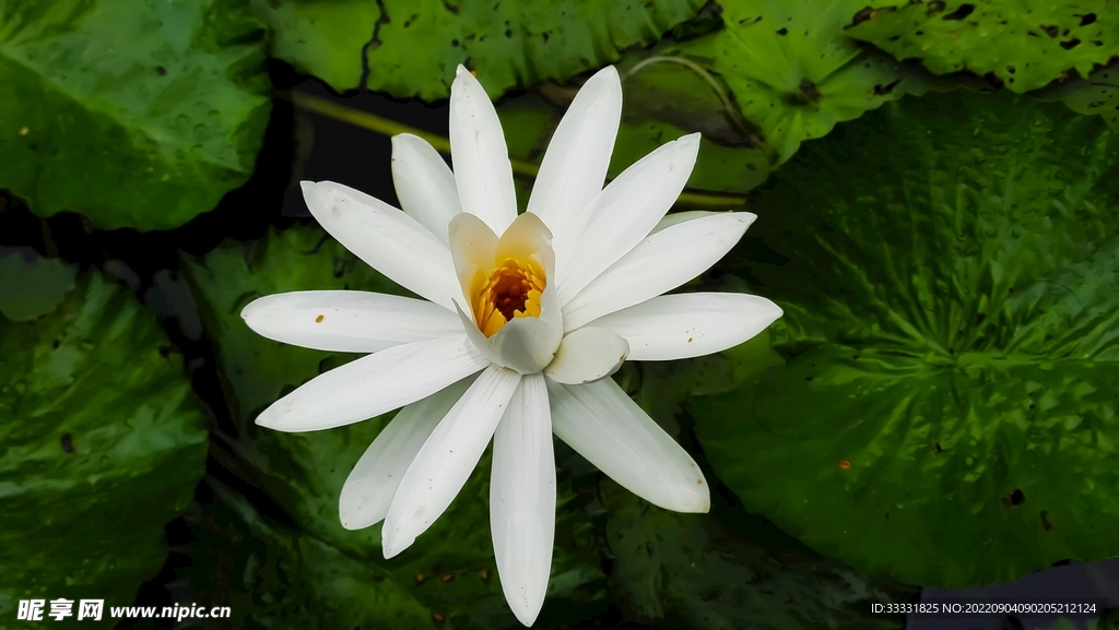 莲花