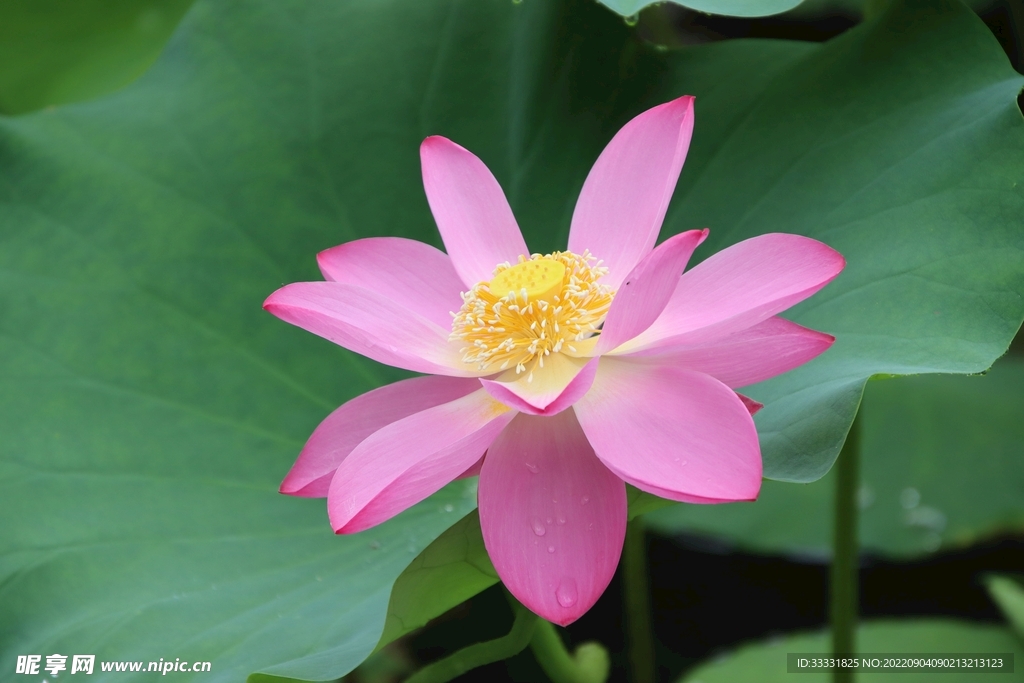 莲花
