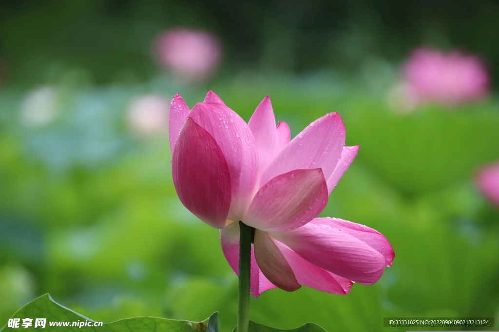 莲花