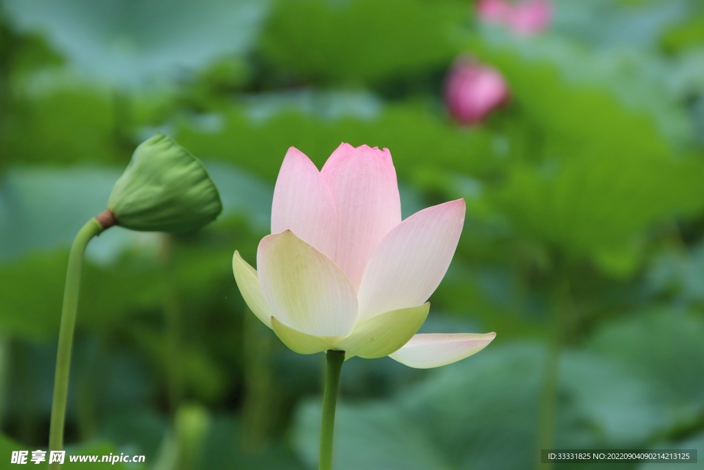 莲花