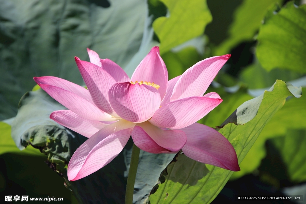 莲花