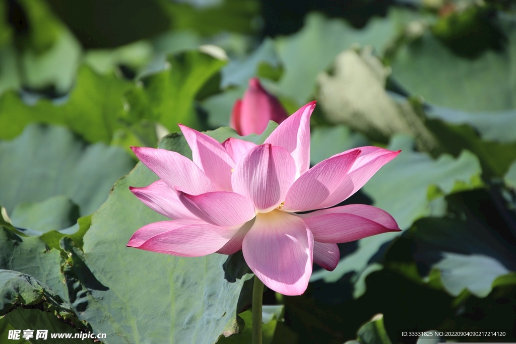 莲花