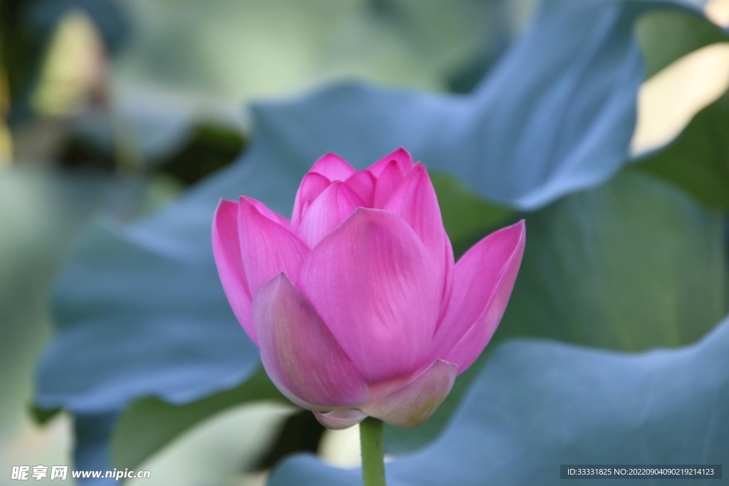 莲花
