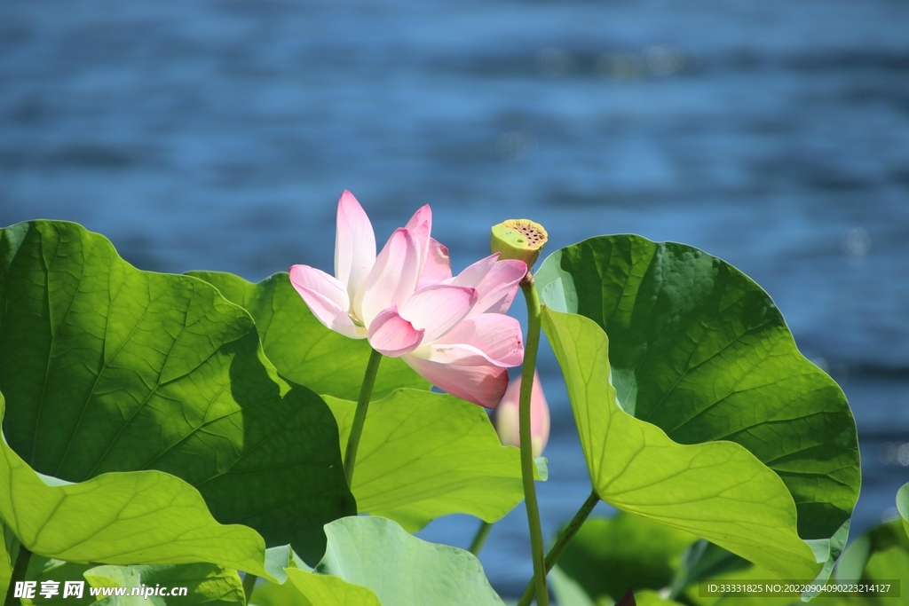 莲花