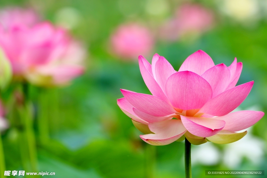 莲花