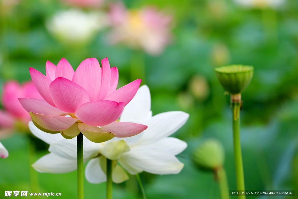 莲花