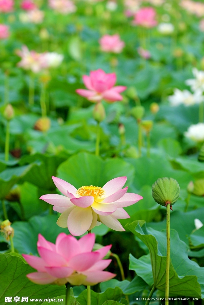 莲花